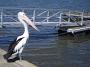 pelicans 004